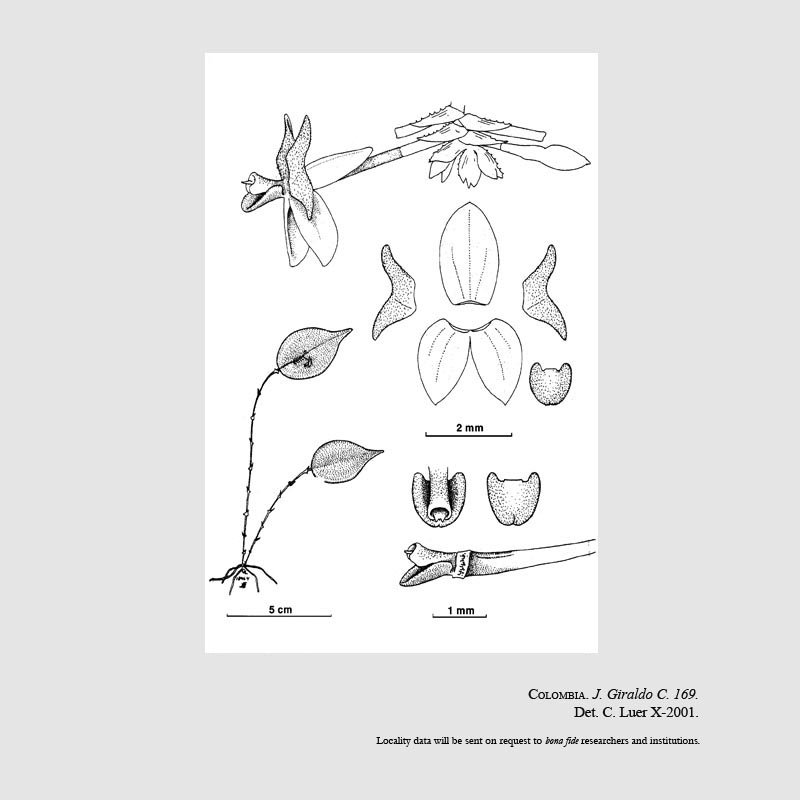 Lepanthes giraldoi